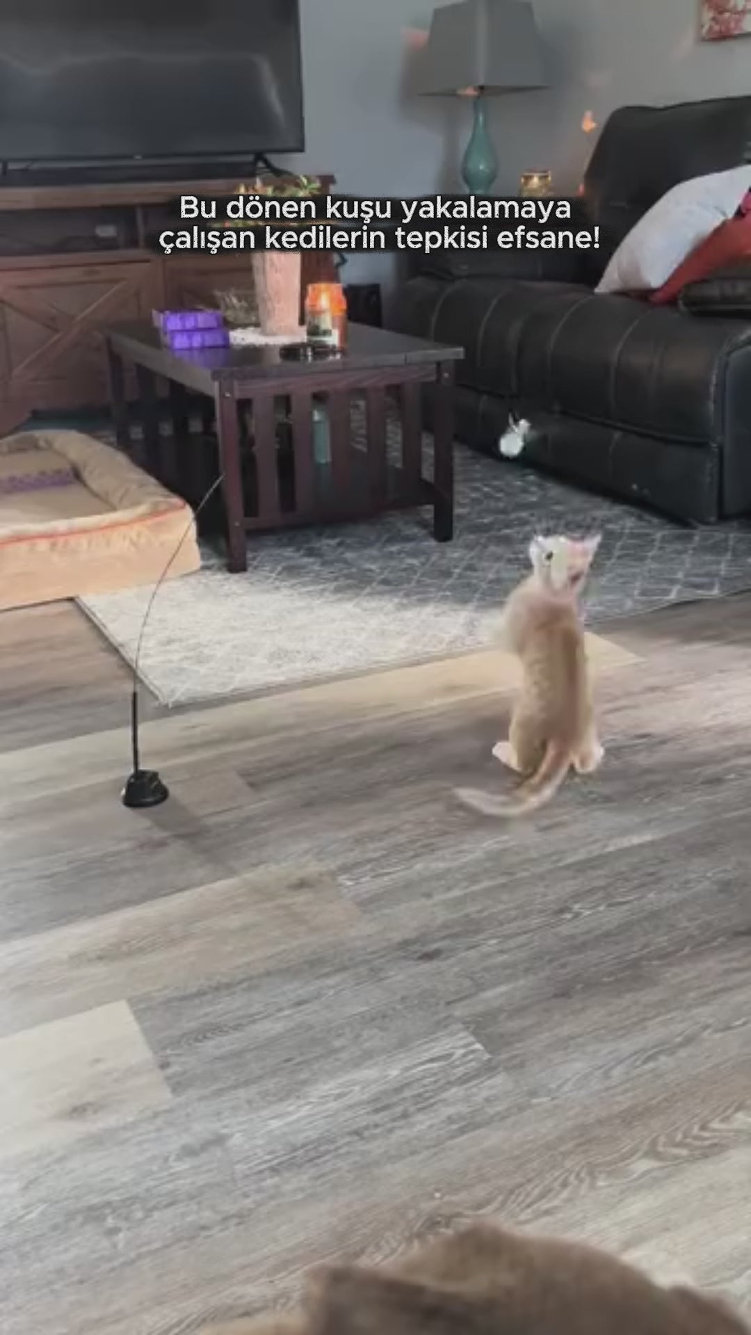 Patify KuşYakala™ – Dairesel Etkileşimli Kedi Oyuncağı video