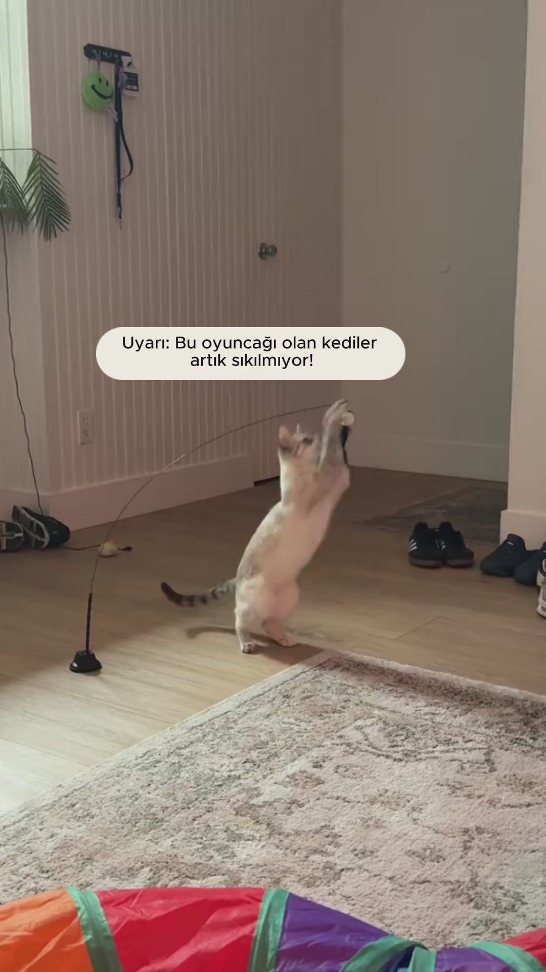 Patify KuşYakala™ – Dairesel Etkileşimli Kedi Oyuncağı video